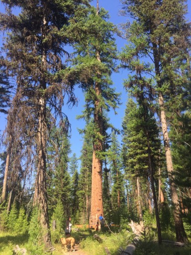 Camping Near Seeley Lake Mt - ERA Lambros Real Estate | Real estate services, Seeley ... : Access 394 trusted reviews, 50 photos & 72 tips from fellow rvers.